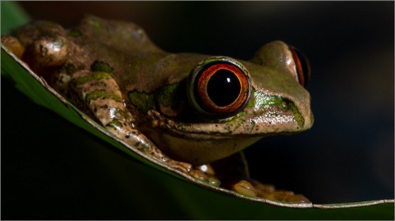 DN001-Frog-on-a-leaf_sb.jpg