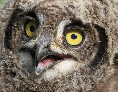 DN001-I want my mommy.jpg