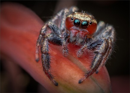 DN001-Red jumping spider.jpg