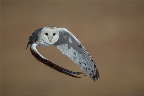 DN001-Where is the barn.jpg