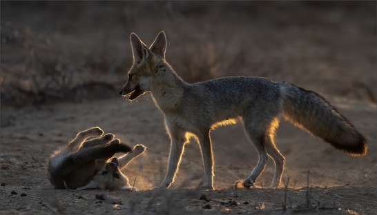 DN002-Backlit Fun.jpg