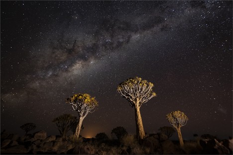 DN002-Kokerboom trio.jpg