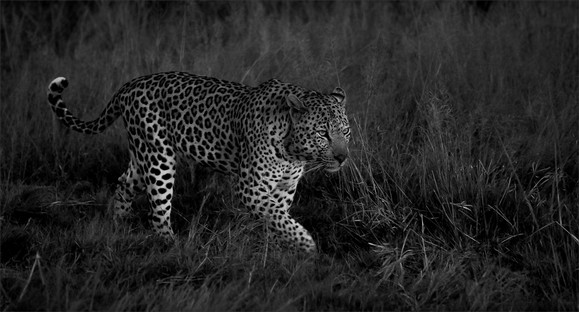 In the night Glynnis Labuschagne.jpg