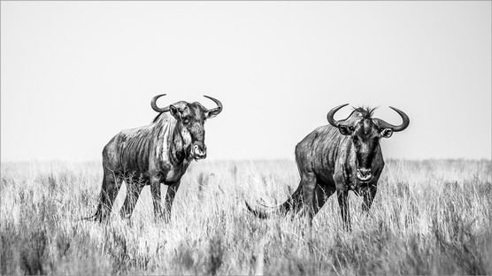 MO001-Blue wildebeest.jpg